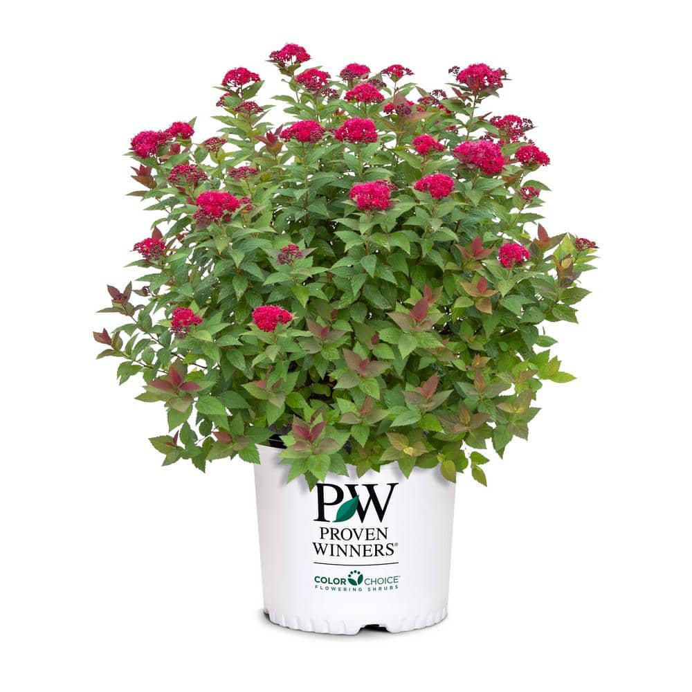 PROVEN WINNERS 2 Gal. Spiraea Candy Corn Plant with Orange Blossoms in