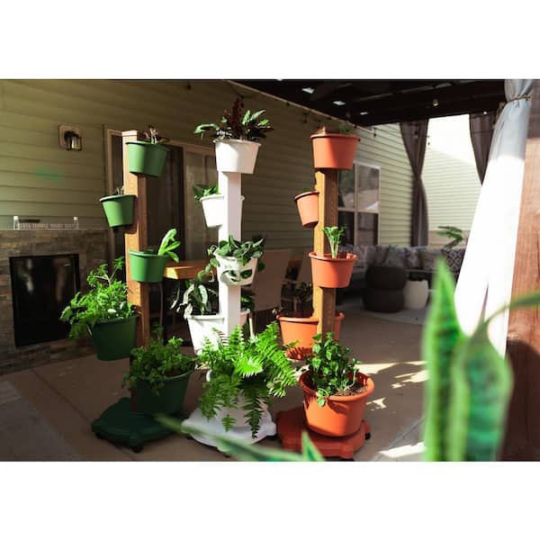succulent with heart shaped leaves Hoya 'Sweetheart' | Indoor Plant | Tropical Plant | Potted Plant main image 1