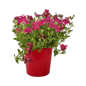1.5 Gal. Verbina Plant Firehouse Burgundy Flower in 8.25 in. Grower's Pot