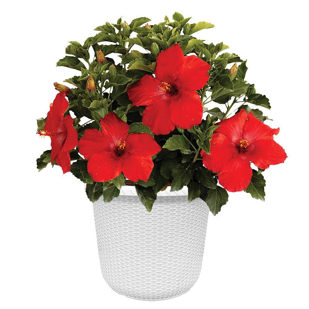 【はるplants】 PROVEN WINNERS 2 Gal. First to Arrive Hibiscus Shrub in Decorative