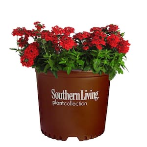 2.6 Qt. Red EnduraScape Verbena Plant with Bright Red Blooms