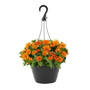 1.25 Gal Zinnia Orange Swirl Hanging Basket Annual Plant (1-Pack)