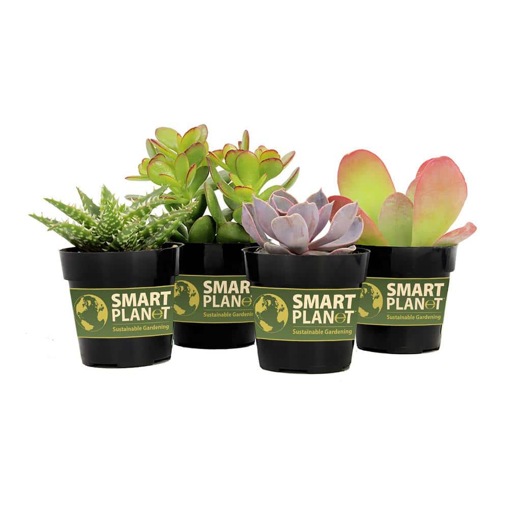 SMART PLANET 2.5 in. Cactus with Faux Flower Plant Collection (4