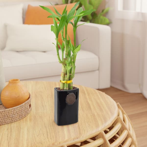 Arcadia Garden Products Live 5-Stem Lucky Bamboo in 2.5" Contour II, Black