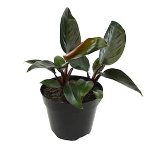 Philodendron 'Congo Red' (Conjo Rojo) Air Purifying Indoor Houseplant in 8 in. Grower Pot