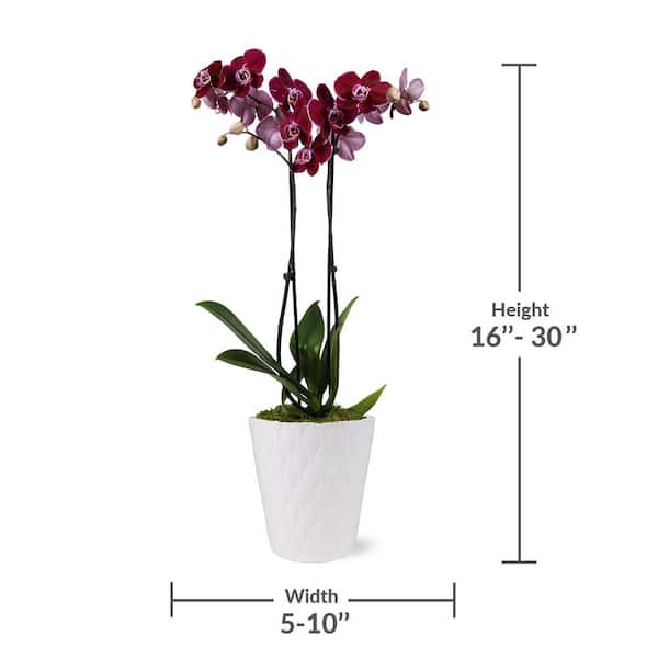 Just Add Ice Premium Orchid (Phalaenopsis) Dark Purple Plant in 5