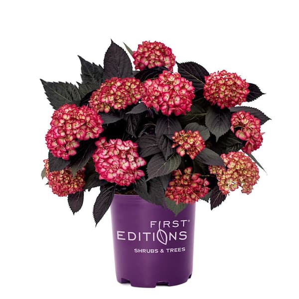 FIRST EDITIONS 2 Gal. Eclipse Bigleaf Hydrangea Live Flowering Shrub, Intense Dark Purple Foliage with Amethyst or Cranberry Blooms