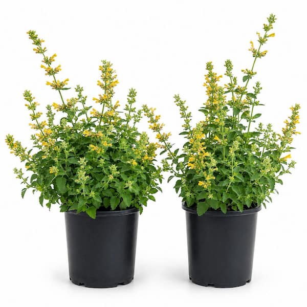 1 gal. Sunrise Yellow Agastache Flowering Perennial Plant (2-Pack)