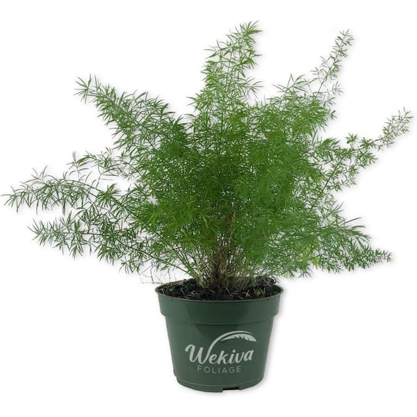 Wekiva Foliage Fox Tail Fern Plant-Live Plant in a 4 Inch Pot-Asparagus  Densiflorus-Beautiful Indoor Air Purifying Fern Easy Care FoxTail4x1 - The  Home Depot