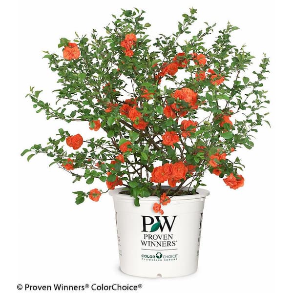 2 gal. Double Take Orange Quince (Chaenomeles Speciosa) Live Flowering Shrub with Large Double Orange Flowers