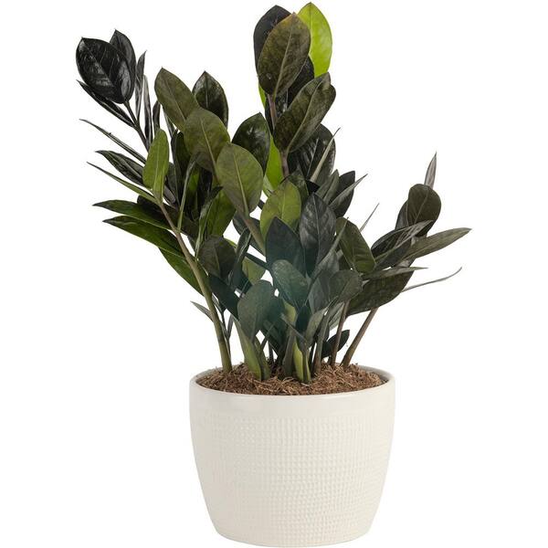 Ravenala (0,90m)  Pote Extra Grande - Indoor Plantas