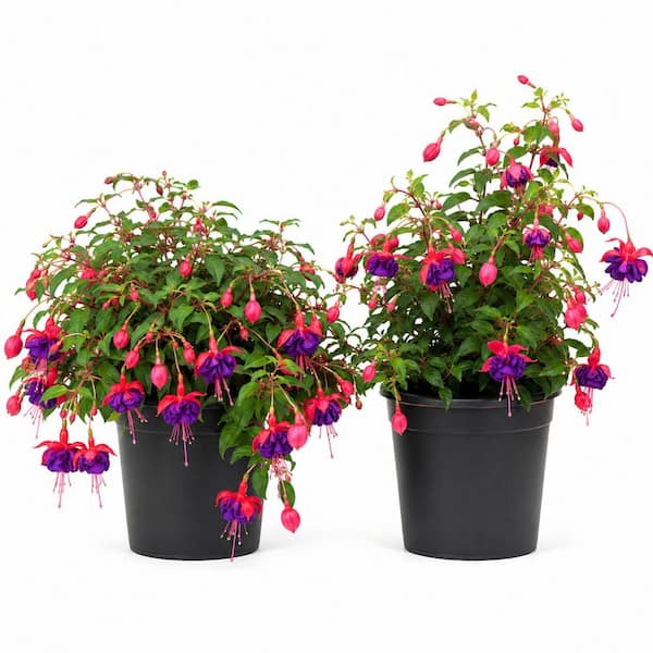 1 gal. Voodoo Fuchsia – Dramatic Red and Purple Fuchsia Flowering Plant (2-Pack)