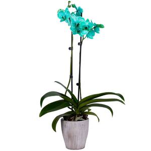 99 SEED orchid Phalaenopsis Outdoor CHEAP Flower Pot Balcony Planta Home BLUE 