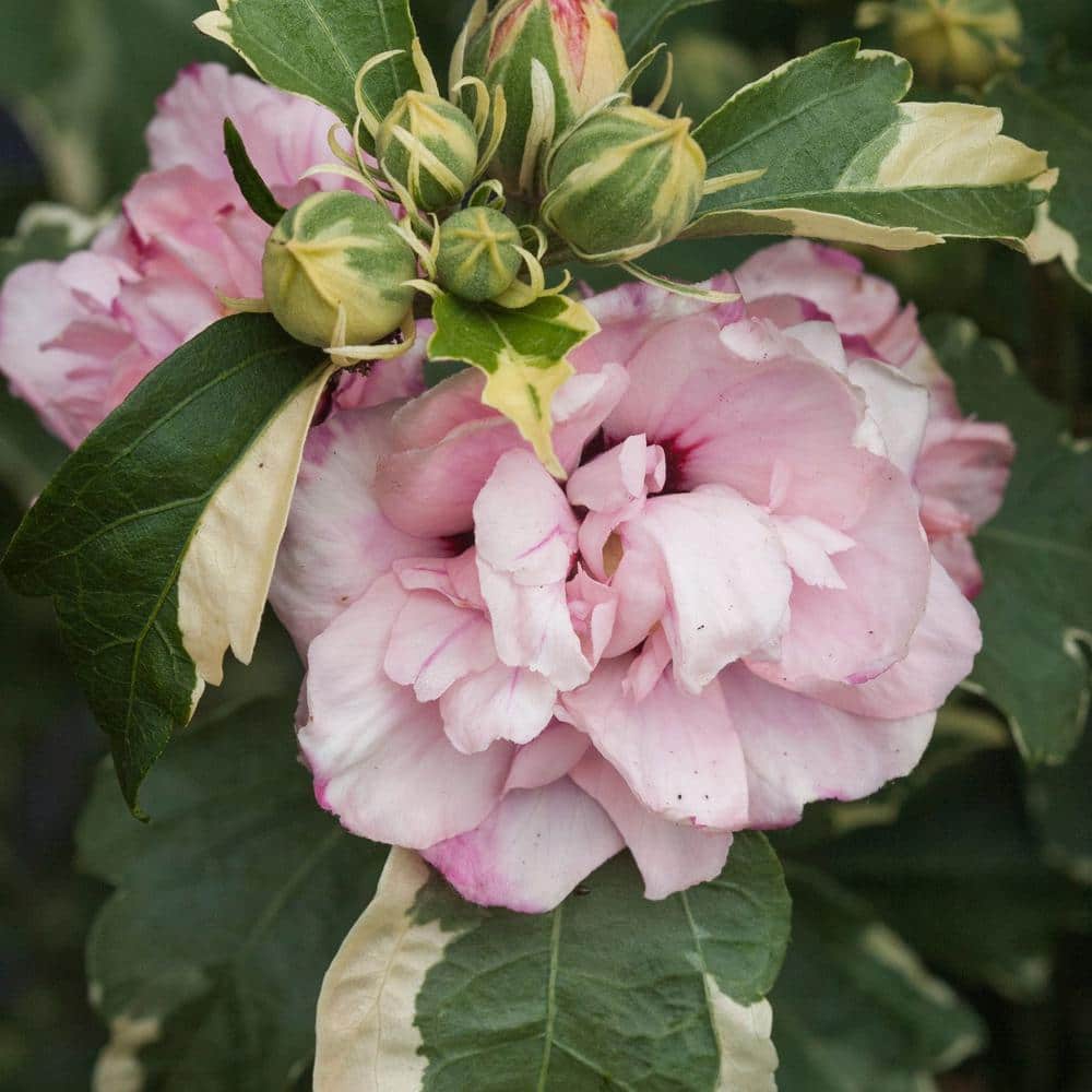 Sugar Tip Hibiscus with Blush Pink Blooms in 2-Gallon Container