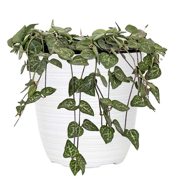 Live String of Hearts Houseplant in 6 in. White Decor Pot