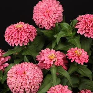 4.25 in. Eco+Grande, Sweet Tooth Cotton Candy (Zinnia) Live Plant, Pink Flowers (4-Pack)