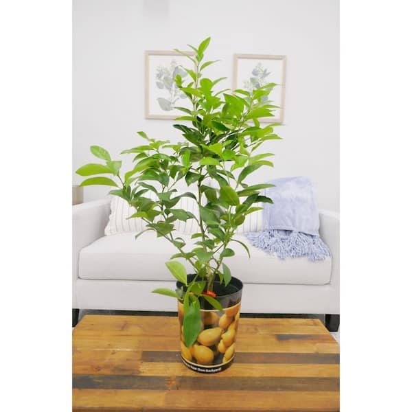 BELL NURSERY 1 Gal. Improved Meyer Lemon Tree Live Tropical Tree with White Flower to Yellow Fruit (1-Pack)