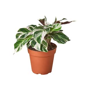 White Fusion Calathea Plant in 4 in. Grower Pot