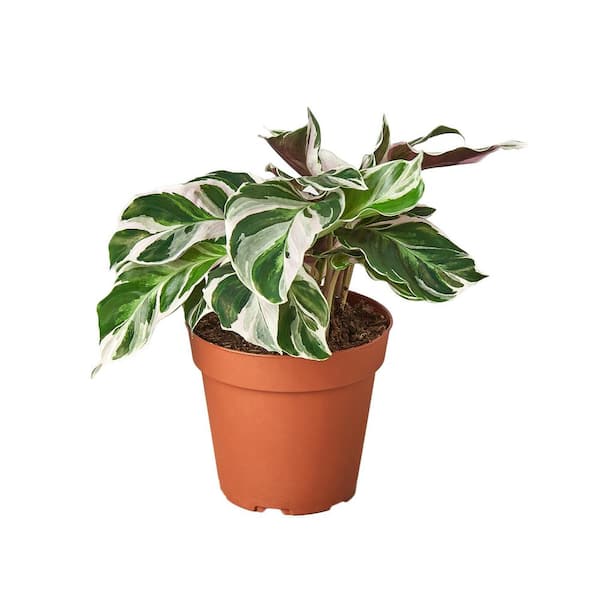 PPC INTERNATIONAL LLC White Fusion Calathea Plant in 4 in. Grower Pot