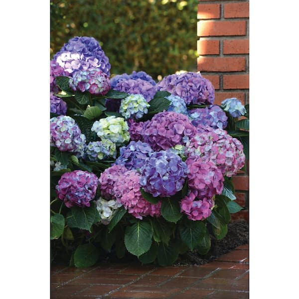 4 in. LA Dreamin Hydrangea Shrub with Pink-Blue Flowers (4-Piece)