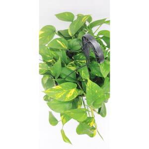 12 in. Tropical Foliage Pothos Hanging Basket Plant
