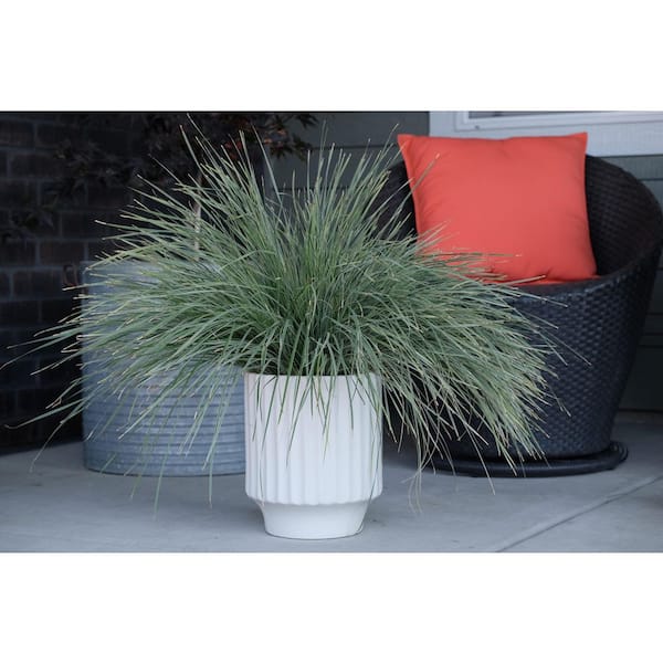 Platinum Beauty Lomandra Live Evergre...