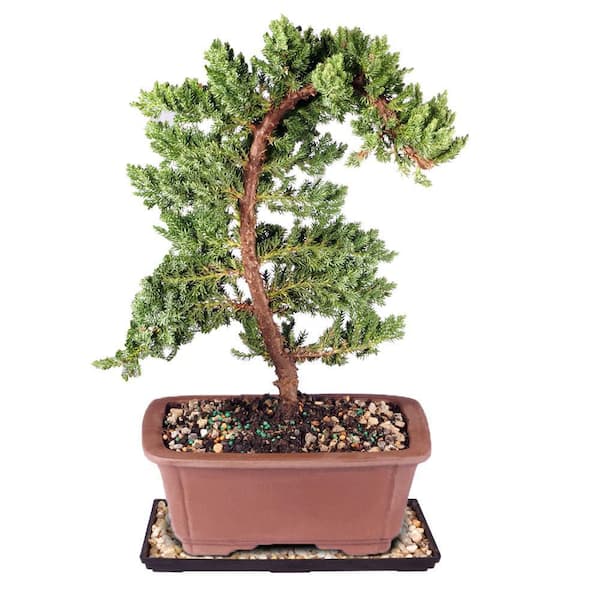 Brussel's Bonsai Green Mound Juniper Bonsai Outdoor Plant in Ceramic Bonsai Pot Container, 5-Years Old, 6 to 10 in.