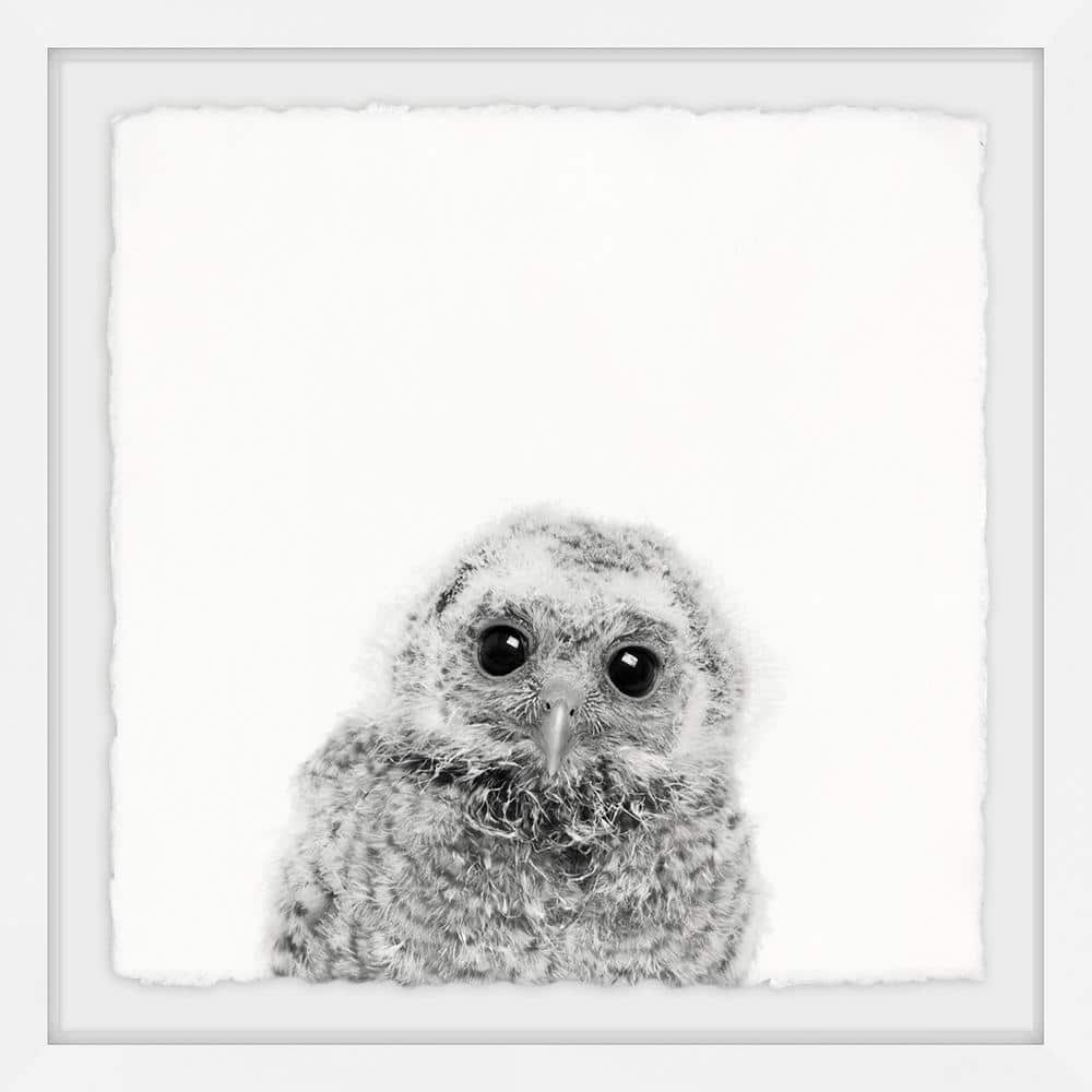 20" x 20" Gray and White Owl Framed Canvas Print