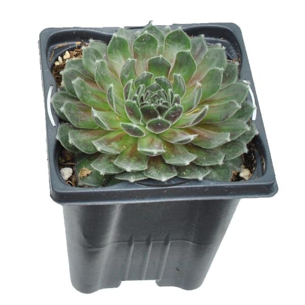 Unbranded 1.0 qt. Perennial Sempervivum Succulent Assorted (Hens and Chicks) (2-Pack)