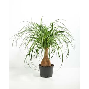 6 in. Ponytail Palm Plant (Beaucarnea recurvata) in Medium Grower Pot
