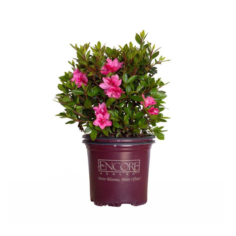 ENCORE AZALEA 1 Gal. Autumn Empress Shrub with Medium Pink Reblooming ...