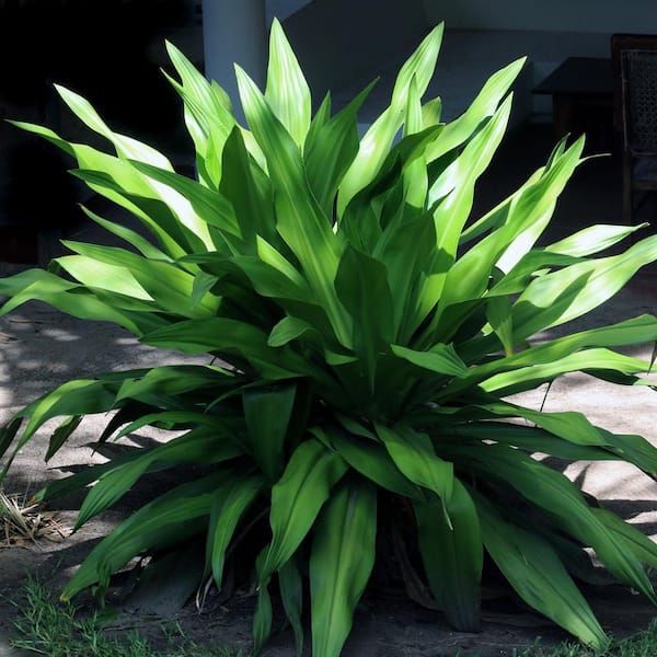 national PLANT NETWORK 3 gal. Aspadistra Cast Iron Plant