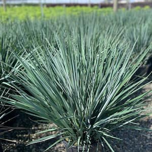 SOUTHERN LIVING 2.5 Qt. Clarity Blue Dianella Plant with Grass-Like Powder  Blue Foliage 9351Q - The Home Depot