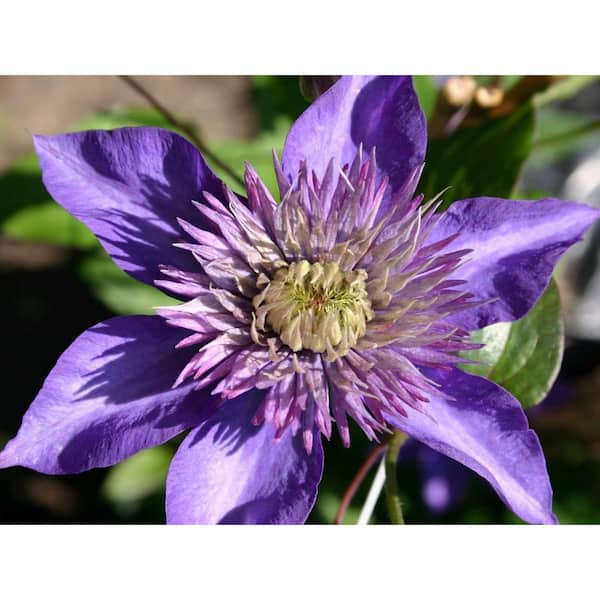 Wekiva Foliage Clematis Multi Blue-Live Plant in a 4 in. Growers Pot-Clematis Multi Blue-Beautiful Lavender Blue Flowering