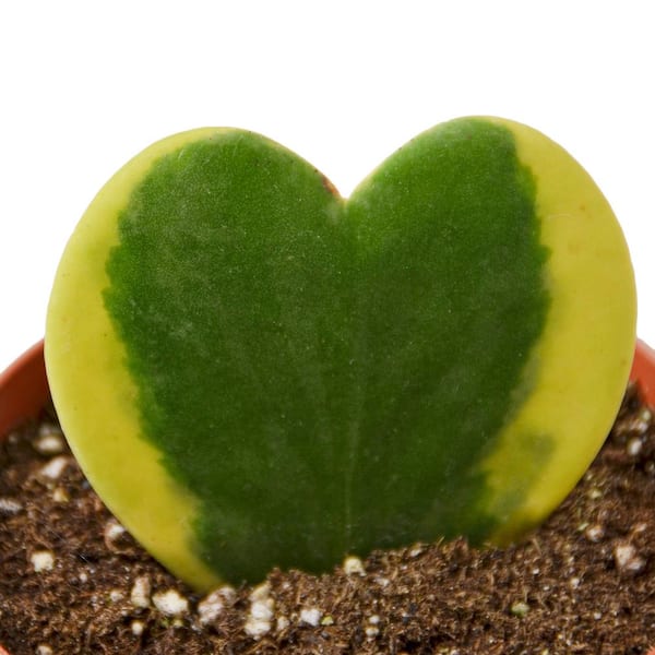 Reviews for Sweetheart Variegated (Hoya) Plant in 4 in