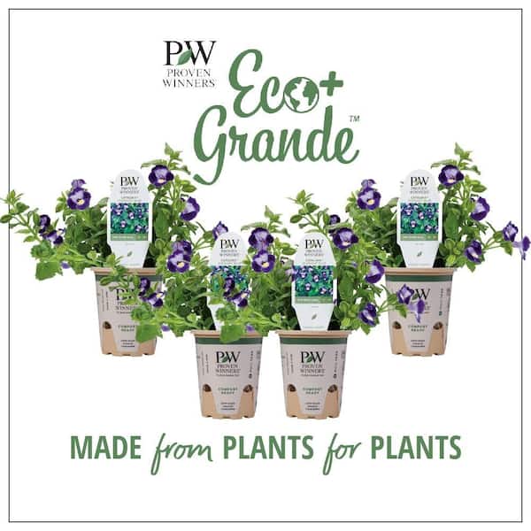 4.25 in. Eco+Grande Catalina Midnight Blue Wishbone Flower (Torenia) Live Plant, Blue Flowers (4-Pack)