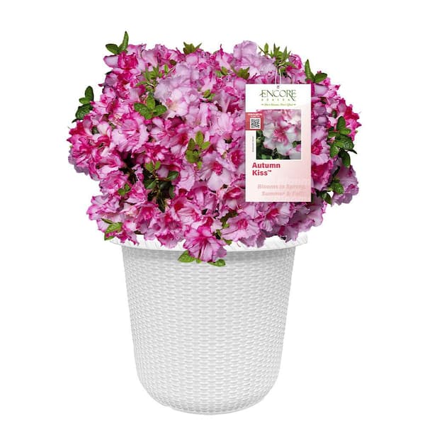 Azalea 7gl ENCORE AZALEA 2 Gal. Autumn Kiss Azalea Shrub in Decorative Container ...