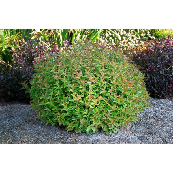 Jumbo Pint Strobe Weigela Live Shrub, Bright Pink Flowers