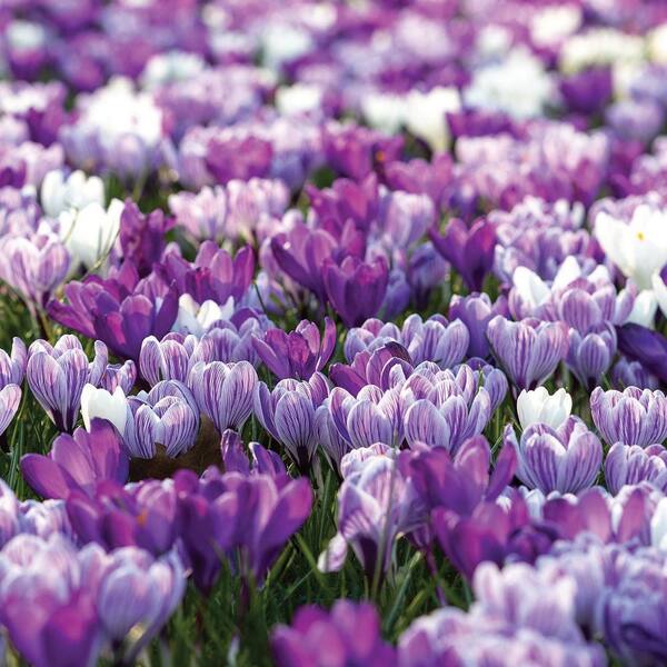 VAN ZYVERDEN Crocus Large Flowering Mix Dormant Bulbs 10060PHD