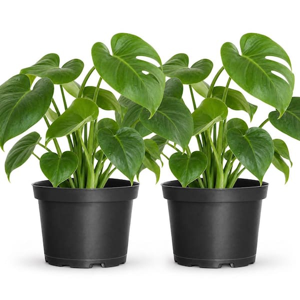 United Nursery 6 in. Monstera Deliciosa Swiss Cheese Plant Live