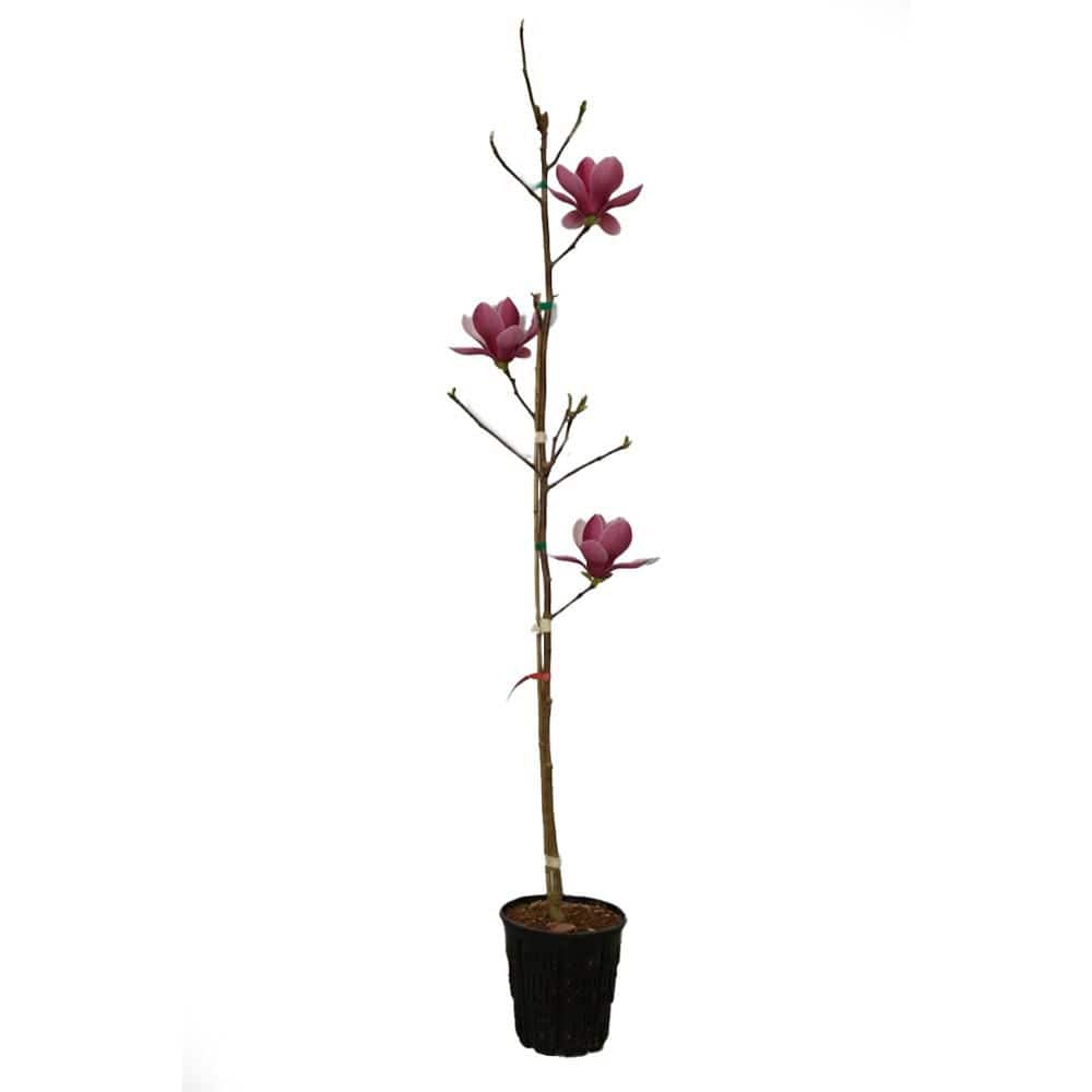 ornamental-trees-magjro02gh-
