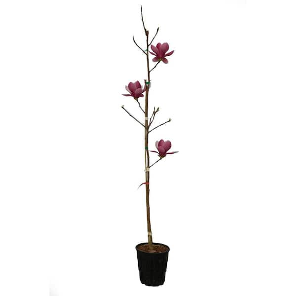 2 gal. Rose Marie Deciduous Japanese Magnolia Tree with Pink Flowers