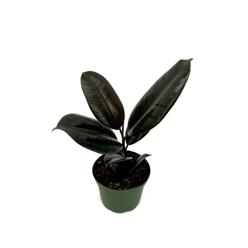 HAMPSHIRE FARMS 6 in. Ficus Burgundy Plant in Grower Pot 651840741334