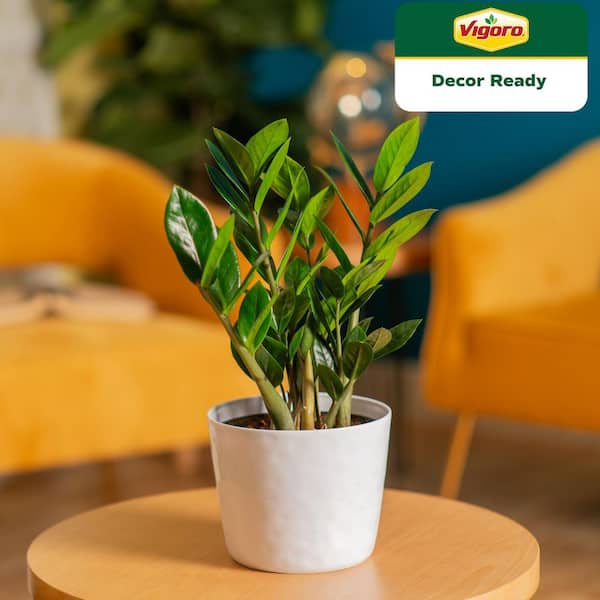 ZZ Plant - Indoor Plants - The Home Depot