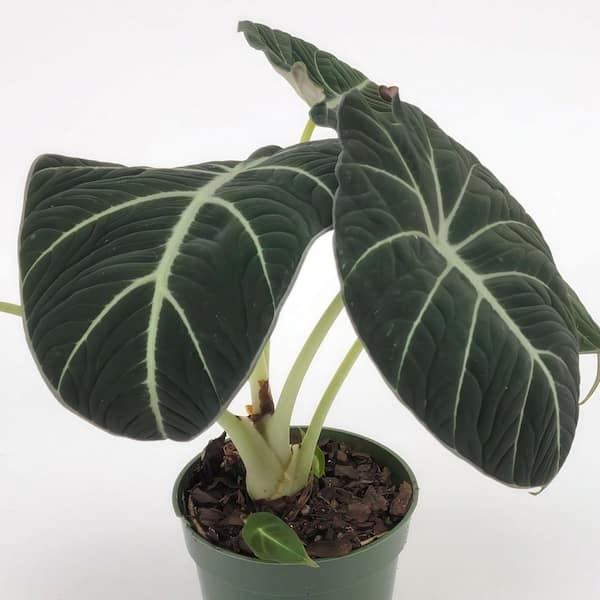 buy philodendron online canada Brasil Heart-Leaf Philodendron Potted Indoor Plant Toronto main image 1