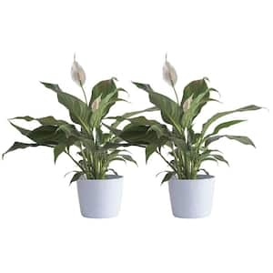 Peace Lily Indoor Plant in 6 in. White Ribbed Plastic Decor Planter, Avg. Shipping Height 1-2 ft. Tall (2-Pack)