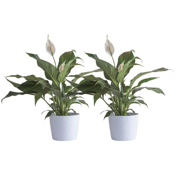 Vigoro Peace Lily Indoor Plant in 6 in. White Ribbed Plastic Decor Planter, Avg. Shipping Height 1-2 ft. Tall (2-Pack)