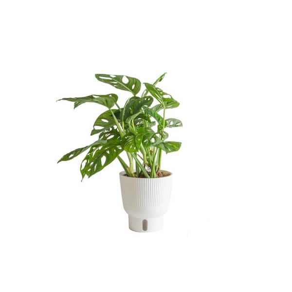 6 in. Trending Tropical Rhaphidophora Mini Monstera Plant in Deco Pot