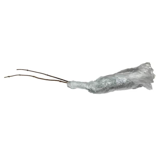 Elderberry 2 Bareroot trees 12-24 in.