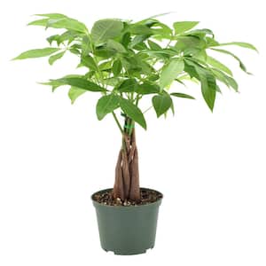 6 in. Money Tree Plant Green Plastic Grower Pot